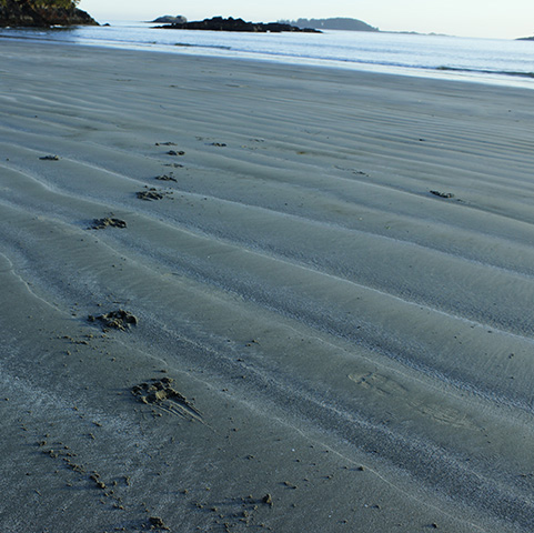Waking up to Vancouver Island's Diversity